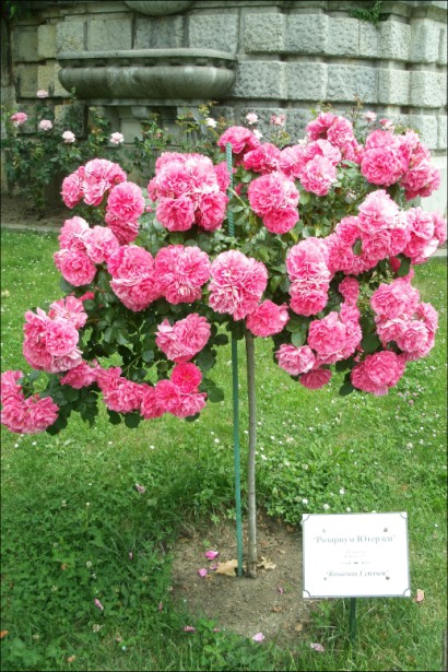 Штамбовая роза Розариум Ютерсен – пышная крона.